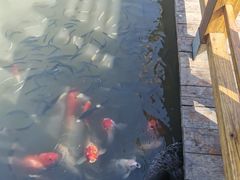 -大湾区中央湿地公园