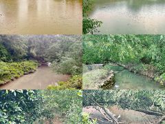 -大亚湾红树林城市湿地公园