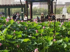 -莲花池公园