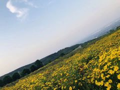 -紫云台香草园
