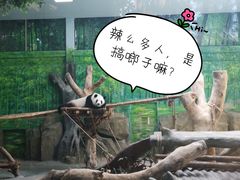 -灵玲国际马戏城
