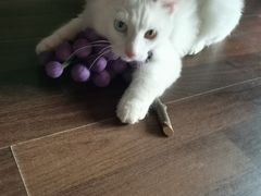 -柚子猫舍·精品猫舍购猫·猫咪认养·购宠·宠物店