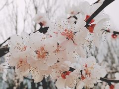 -海棠花溪(元大都城垣遗址公园)