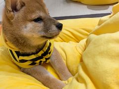 -逗柴咖啡屋·狗咖猫咖宠物桌游
