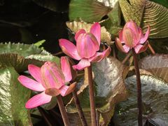 -国家植物园南园