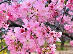 -天适樱花悠乐园