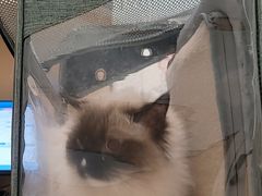 -瑞派康怡24h宠物医院·犬猫医疗中心·微创绝育(瑞景分院)