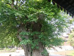 -苏州文庙(姑苏区)