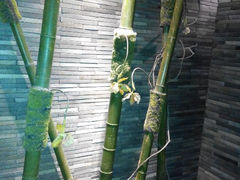 android_upload_pic-汉庭(杭州灵隐寺龙井路店)