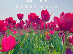 -径山花海