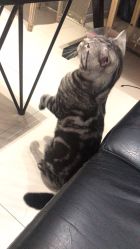 -幸运7纹身刺青Lucky7tattoo