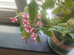 -若石足道SPA 连锁(丹东街店)