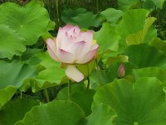 -贵阳市花溪国家城市湿地公园