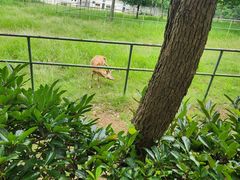 -合肥野生动物园