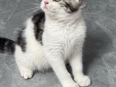 -pd派德宠物中心医院24H急重症·眼科中心·血液透析中心(嵩山北路店)