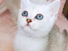 -十年猫舍·猫咪专门店(普陀店)