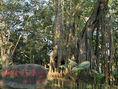 -瑞丽独树成林风景区