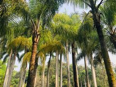 -中国科学院西双版纳热带植物园