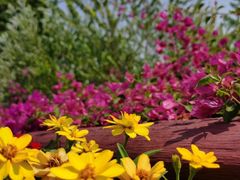 -海心沙亚运公园