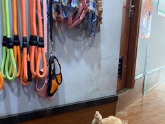 -瑞派动物医院·绝育·犬猫全科·预防医学(光景江南中店)