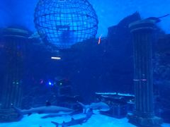 -芜湖新华联大白鲸海洋公园