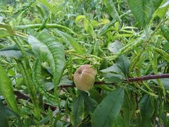 -东天目山风景区