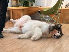 -李小姐の猫咖啡馆(五角场店)