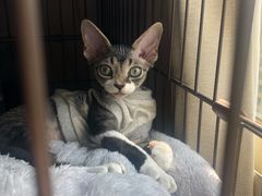 -momokira米努特·德文卷毛猫·棉花面纱犬