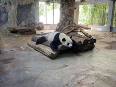 -海南热带野生动植物园