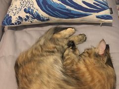-纳吉亚猫专科动物医院博雅分院