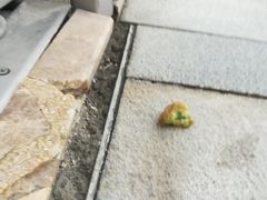 小狗爱吃抹茶红豆-窑滚面包专门店(马鞍山金鹰店)