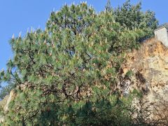 -彩色沙林风景区