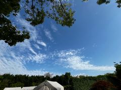 -嘉定紫藤园