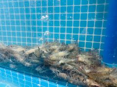 -比亚森自助烤肉·火锅料理(万达店)