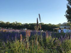 -北京东方普罗旺斯薰衣草庄园
