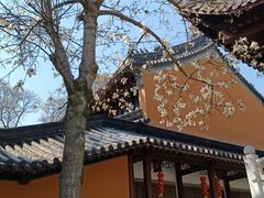 -灵谷景区