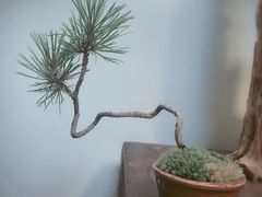 -植觉