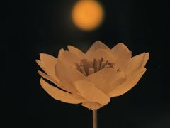 -安屿an·spa(卓悦中心商场店)