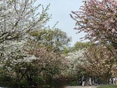 -南山植物园