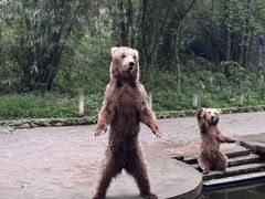 -贵州森林野生动物园
