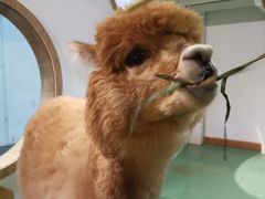 -藦茜花园宠物主题亲子互动体验馆(国顺东路店)