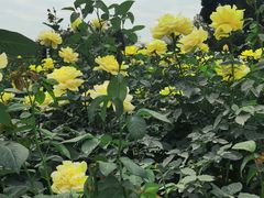 -人民公园(罗湖区)