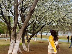 -盘龙城国家考古遗址公园