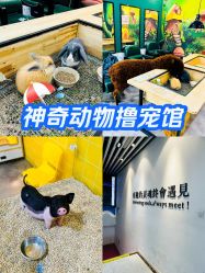 -神奇动物撸宠馆·羊驼·小浣熊·异宠(豫园店)
