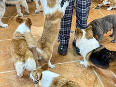 -柯斗斗主题餐厅·狗咖·围炉煮茶·茶饮(国瑞升平里店)