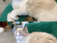 -团子家猫咪猫咖馆·柯基·柯尔鸭