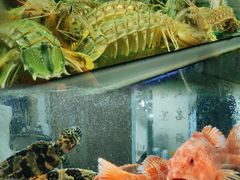 -凤城礼记鱼翅海鲜酒家(新马路总店)