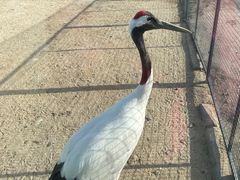 -盐城丹顶鹤湿地生态旅游区