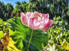 -莲花池公园