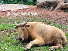 -广州长隆野生动物世界